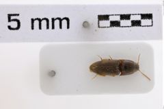 Foto (Dorsalansicht) von Conoderus nigricollis (NHMW-ZOO-COL-0008027)